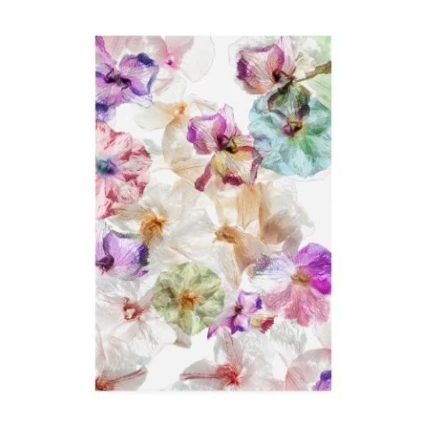 Ludmila Shumilova 'Ghost Orchids' Canvas Art, 30x47, Trademark Fine Art, Mfr#: 1X09757-C3047GG